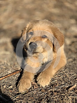 Dog favorite pet walks in the field