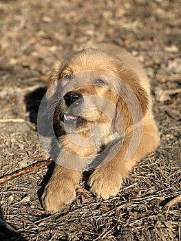 Dog favorite pet walks in the field