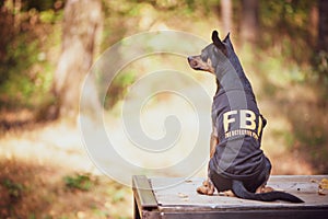 Dog is an FBI agent. Funny puppy toy terrier photo