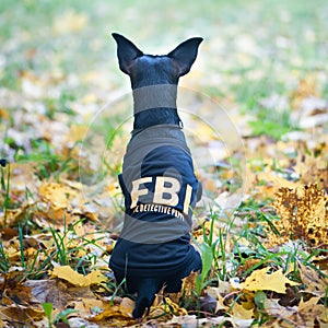 Dog is an FBI agent. Funny puppy toy terrier in costume fbi.