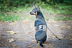 Dog is an FBI agent. Funny puppy toy terrier in costume fbi. photo