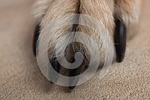 Dog feet and legs texture surface. Close up image of a paw of homeless dog. skin texture. Resting dog`s paw close up