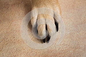 Dog feet and legs texture surface. Close up image of a paw of homeless dog. skin texture. Resting dog`s paw close up