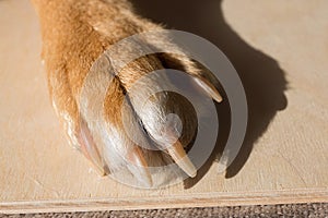 Dog feet and legs wooden surface. Close up image of a paw of homeless dog. skin texture. Resting dog`s paw close up