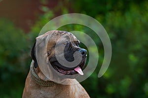 Dog female breed cane-corso rare tiger color light young beautiful portrait