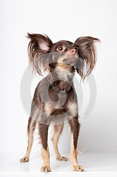 Dog female breed Russian toy terrier. Studio vertical picture of high quality, beautiful brown pet with long wool on ears isolated