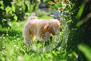 Dog female toy poodle lies in a carrier in the summer on the grass