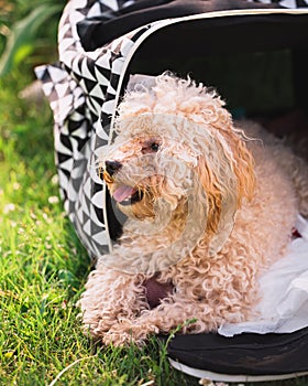 Dog female toy poodle lies in a carrier in the summer on the grass