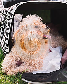 Dog female toy poodle lies in a carrier in the summer on the grass