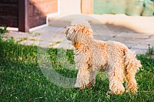 Dog female toy poodle walks in the summer on the grass