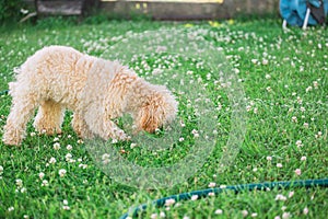 Dog female toy poodle walks in the summer on the grass