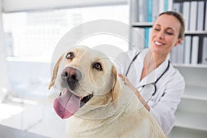 Dog with female veterinarian photo
