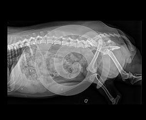 DOG FEMUR DISLOCATION X-RAY