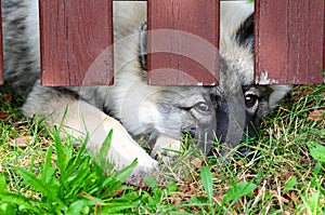 Dog fence locked Wolfspitz