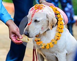 Dog festival Kukur Tihar in Kathmandu, Nepal