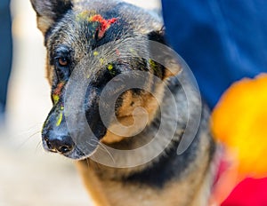 Dog festival Kukur Tihar in Kathmandu, Nepal