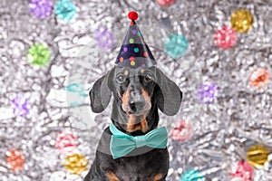 Dog in festive cap, bow tie, celebrates a birthday and is sad because of old age