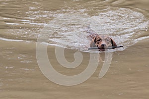 Dog Fetches Stick and Swims With It In Georgia River