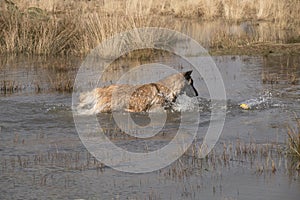 Dog fetching a ball in the water