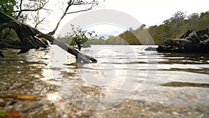 Dog fetching a stick in a lake surrounded by trees in Autumn or Fall