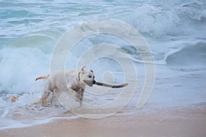 Dog fetching stick from ocean