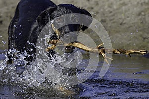 Dog Fetching Stick in Water