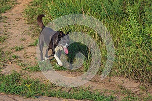 Dog in the field