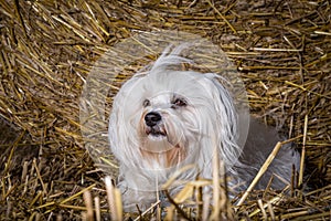 Dog in field