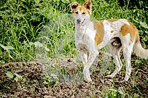 This is a dog in the field and he is looking in camera