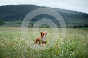 Dog in the field in nature. pet in the spring for a walk