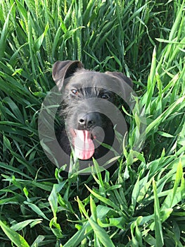 Dog In A Field photo