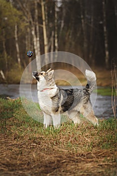 Dog in the field playing ball