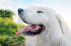 Dog on the field. Polish Tatra Sheepdog, young adult. Podhalan