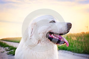 Dog on the field. Polish Tatra Sheepdog, young adult. Podhalan