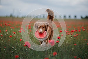 Dog in the field of poppies. Nova Scotia Duck Tolling Retriever, Toller.