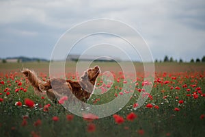 Dog in the field of poppies. Nova Scotia Duck Tolling Retriever, Toller.