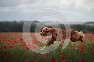 Dog in the field of poppies. Nova Scotia Duck Tolling Retriever, Toller.