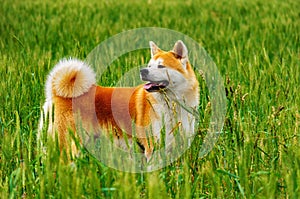 Dog in a field with tall grass. Akita Inu japan