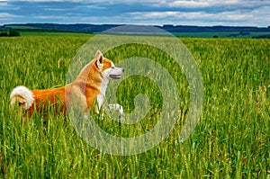 Dog in a field with tall grass. Akita Inu japan