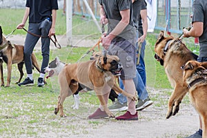 Dog Fight. A German Shepherd and a Boxer show aggression. The ow