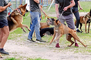 Dog fight during a walk-in dog park. German Shepherd and Boxer s