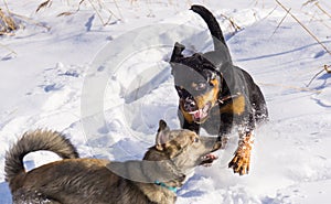 Dog fight in the winter