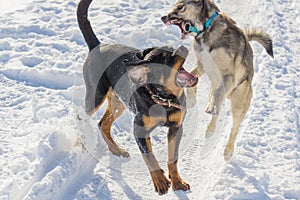 Dog fight in the winter