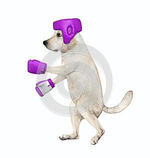 Dog fighter in boxing uniform