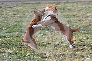 Dog fighting