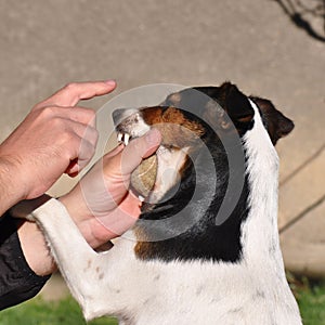 Dog playing with tennis ball and human hand