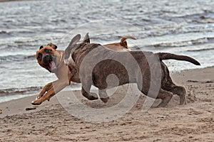 Dog figthing on the beach