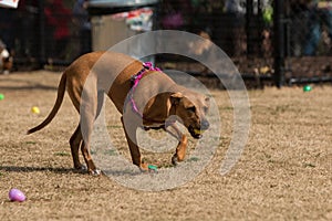 Dog Finds Treats At Doggie Easter Egg Hunt