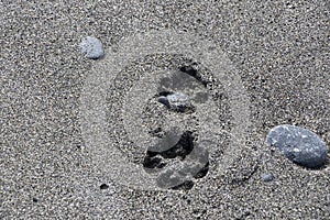 dog fingerprint on the sand