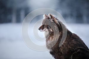 Dog Finnish Lapphund Breed